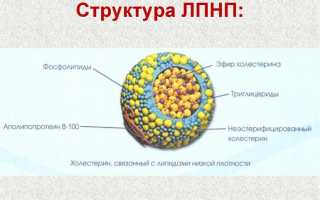 Причины повышения липопротеинов низкой плотности