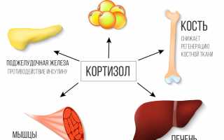 За что отвечает гормон кортизол и как определяют его уровень в крови