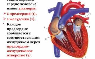 Сколько камер в сердце человека и как они называются