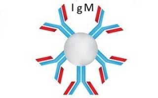 Иммуноглобулин G: что это, норма, причины повышения и понижения