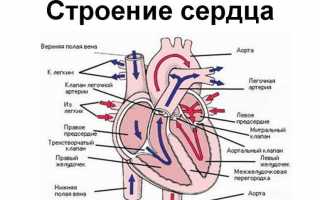 Строение сердца человека: особенности работы органа