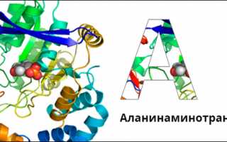 Показатели АЛТ в норме и уровень фермента при патологии