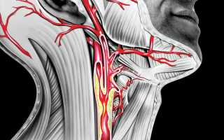 Анатомия кровеносных сосудов шеи и головы