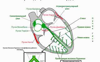 Строение и работа проводящей системы сердца