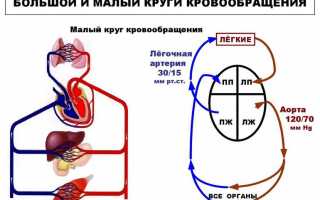 Функции кругов кровообращения в организме человека