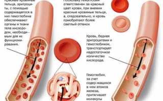 Анемия у взрослых: причины, симптомы и лечение