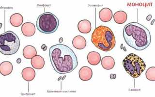 Почему могут быть повышены моноциты в крови у ребенка